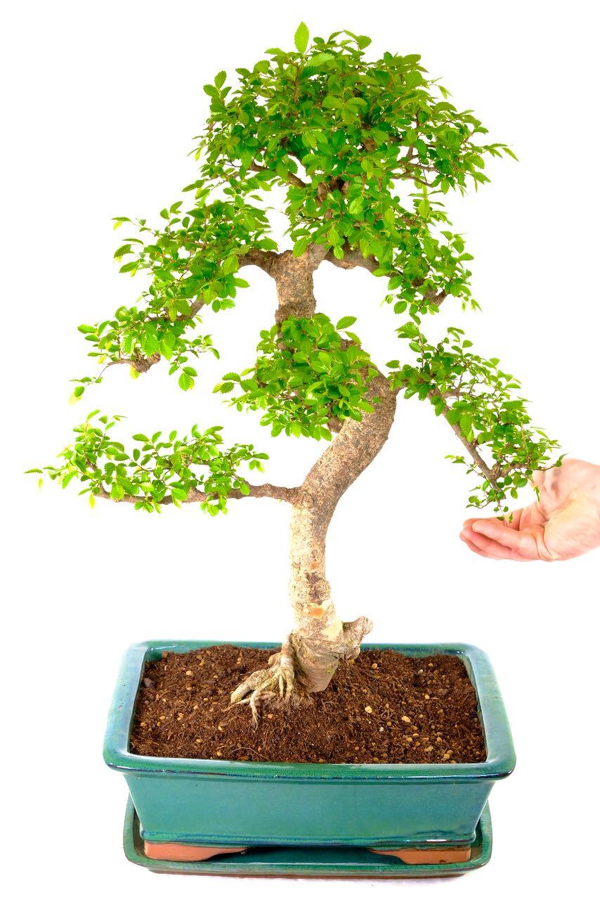 Massive Mega Beginners Indoor Bonsai - Outstanding