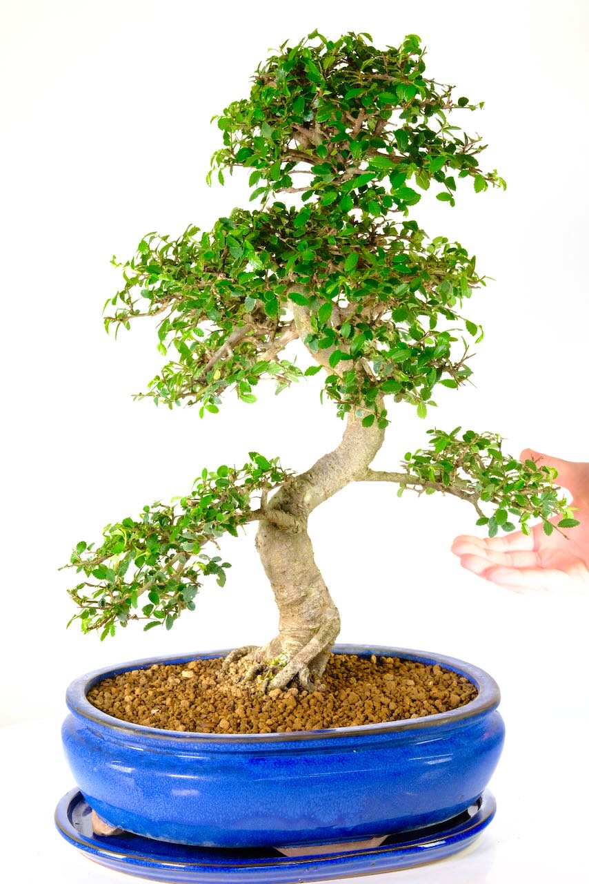 Ulmus parvifolia or Zelkova bonsai tree for sale in vibrant blue pot