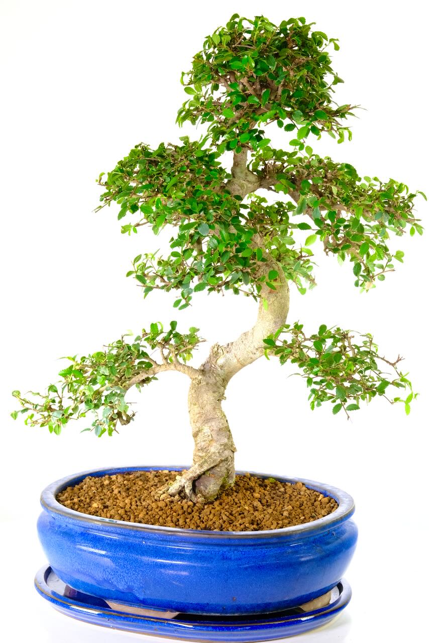Extra Large Chinese Elm Bonsai for Sale | Sensational