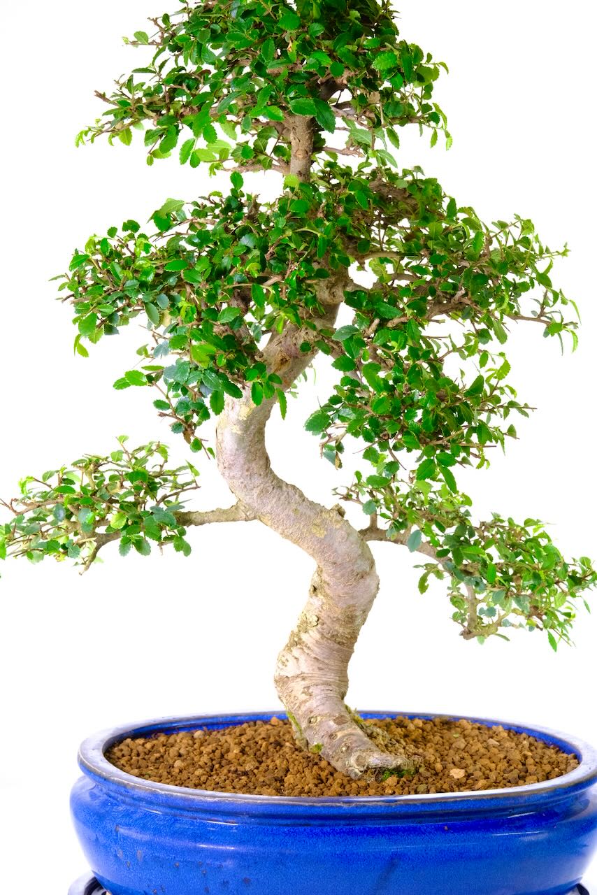 Powerful thick trunk of this wonderful specimen bonsai tree