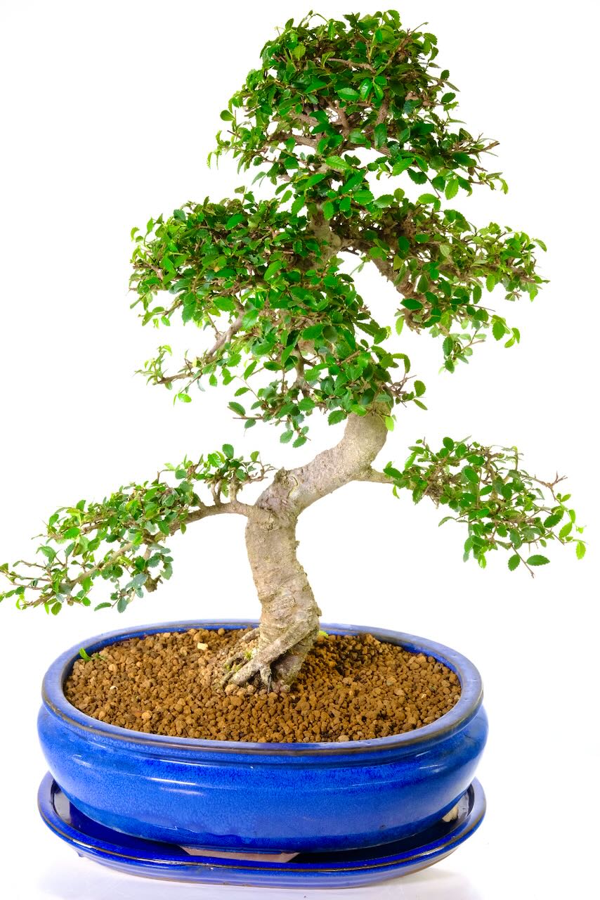 Large and magnificent Chinese elm specimen range bonsai - excellent top quality