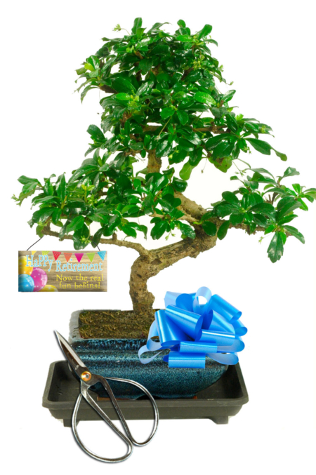 Flowering Fukien Tea Tree bonsai for sale UK