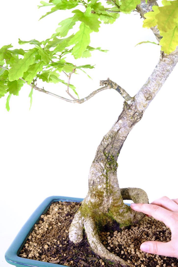 Excellently designed root exposure