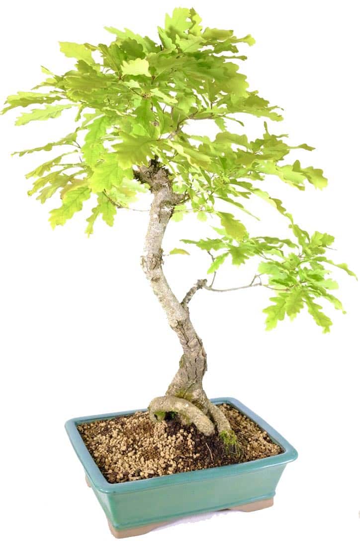 Fresh green, lobed leaves