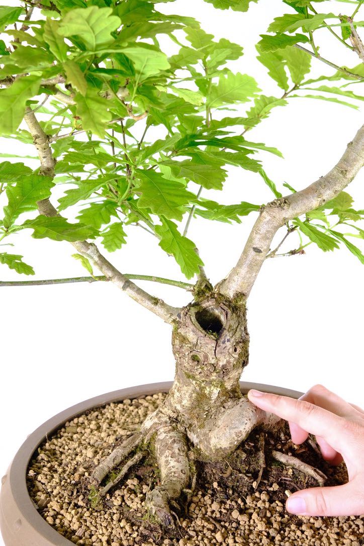 Powerful and striking trunk on this impressive bonsai