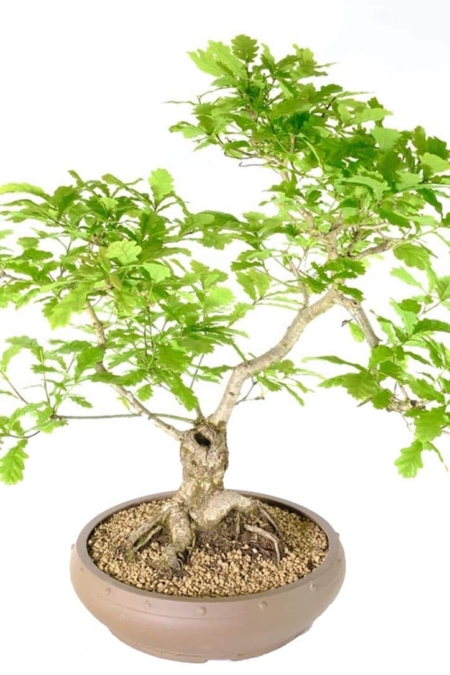 Sensational English Oak mature bonsai with feature uro