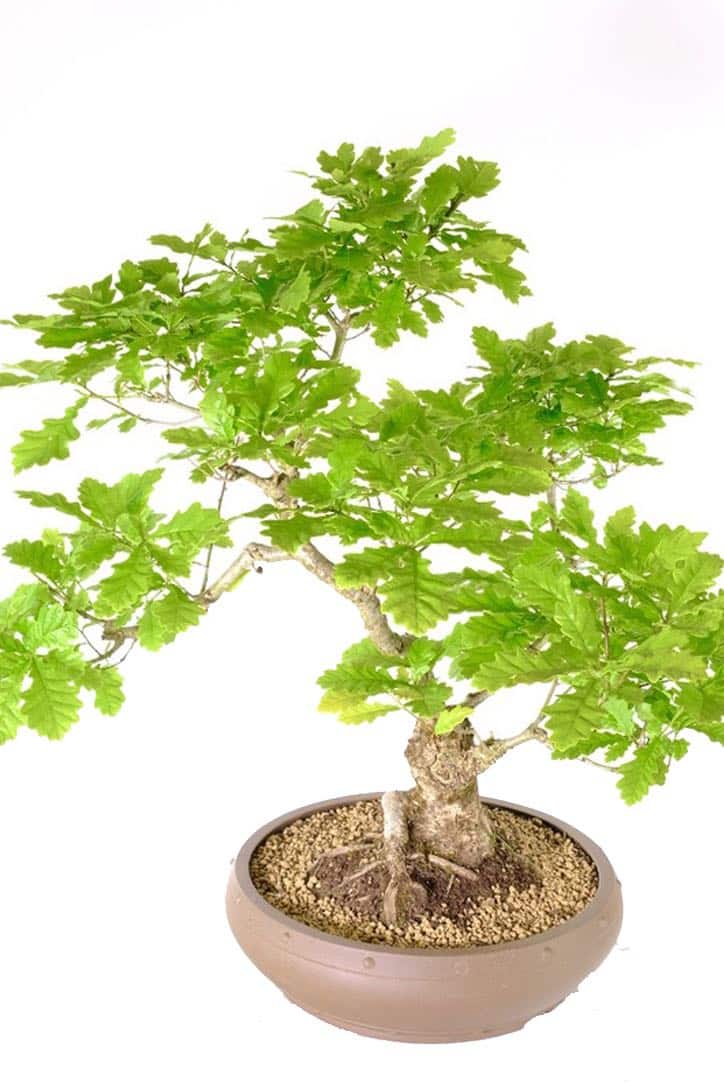 Captivating bonsai with exceptional canopy and impressive presence
