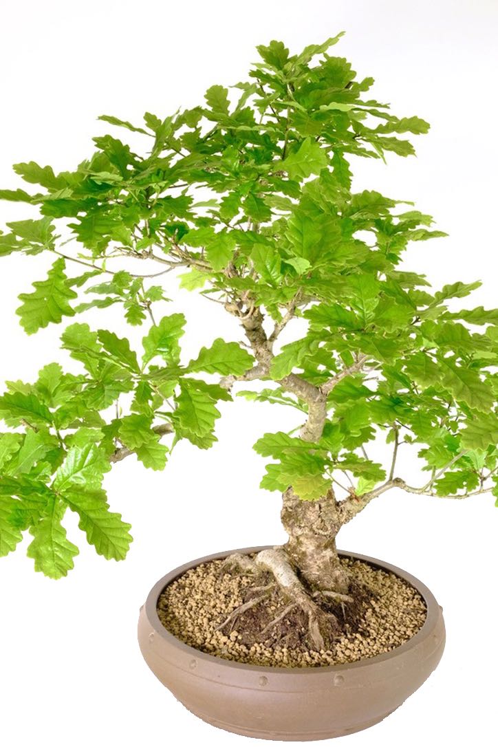 Potted in an unglazed ceramic pot with quality Akadama