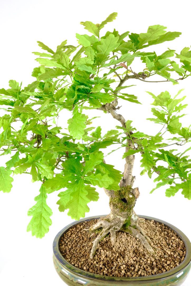 Beautifully potted Oak bonsai in moss green pot