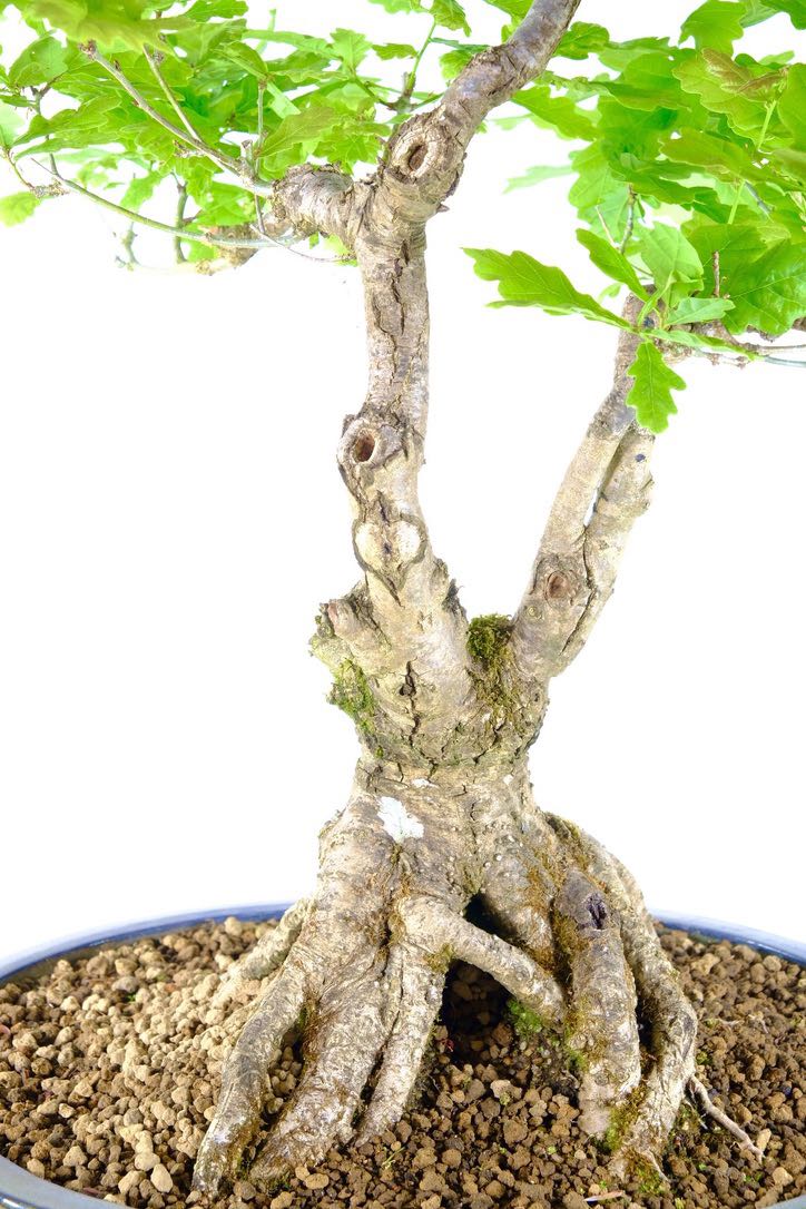 He's strong and powerful Nabari and interesting fork truck Design