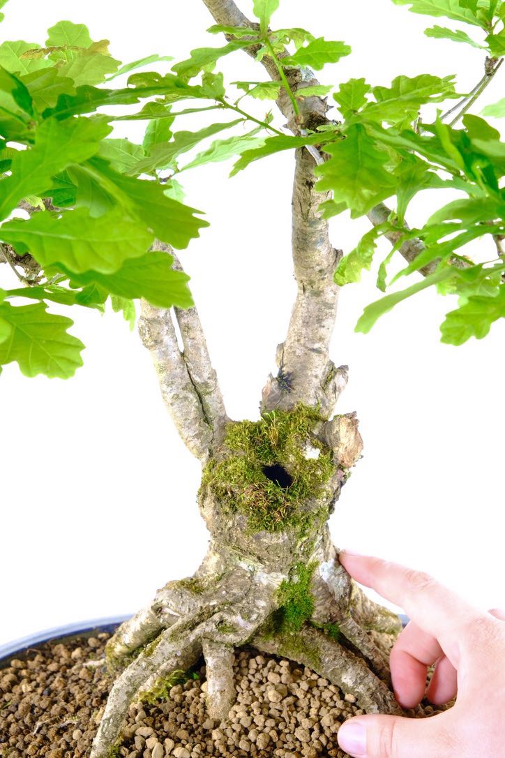 Close up of the Hollow carved uro feature