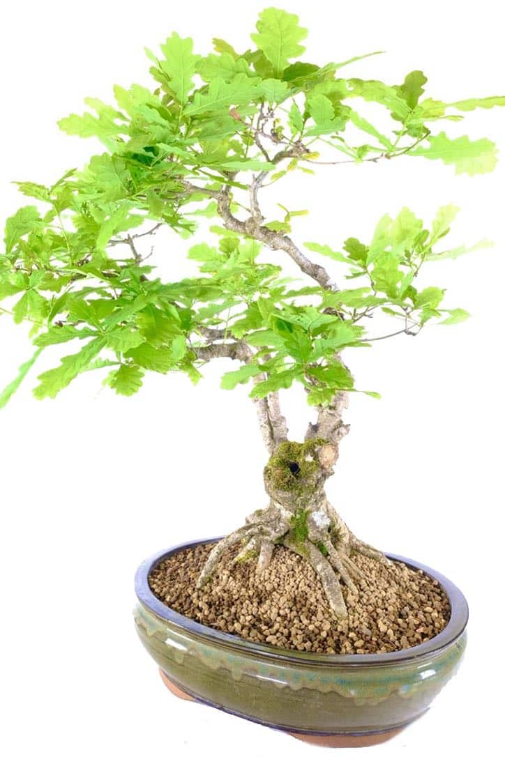 Free delivery to Edinburgh Plymouth Portsmouth and Southampton