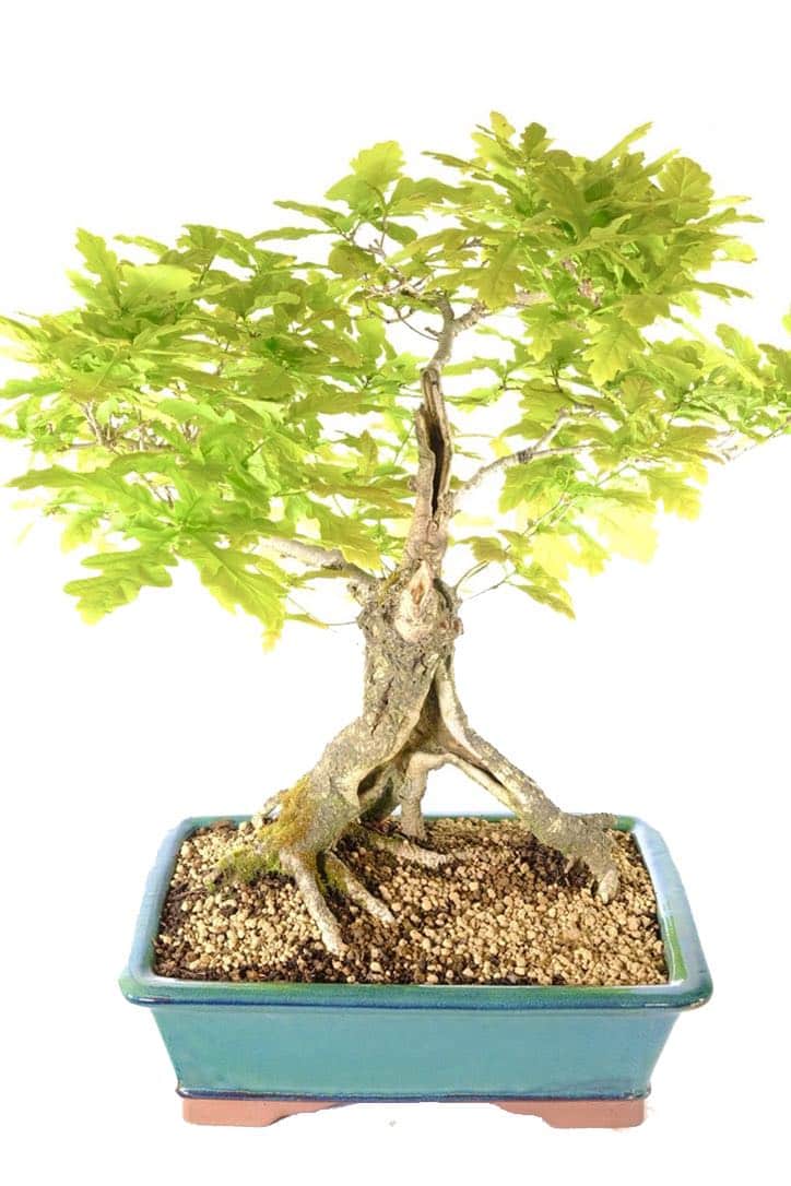 Commanding, strong bonsai with stately presence