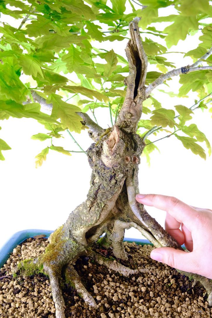 Spectacular features throughout the length of the trunk