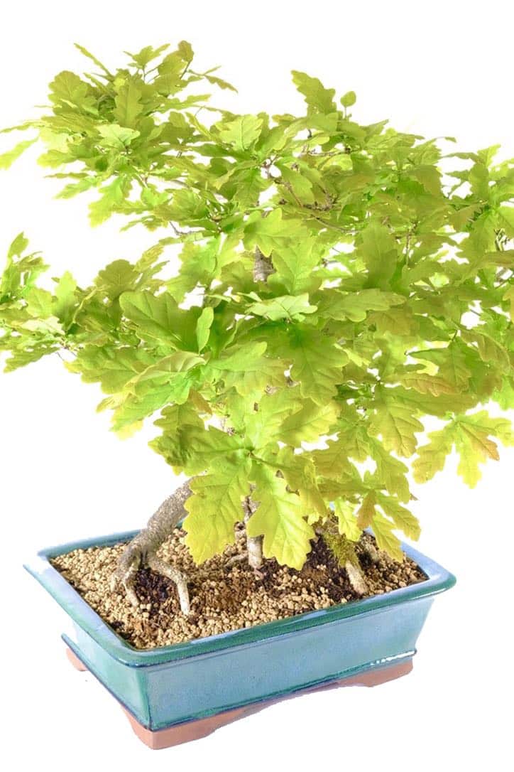 Absolutely outstanding leaf colour with lobed shape