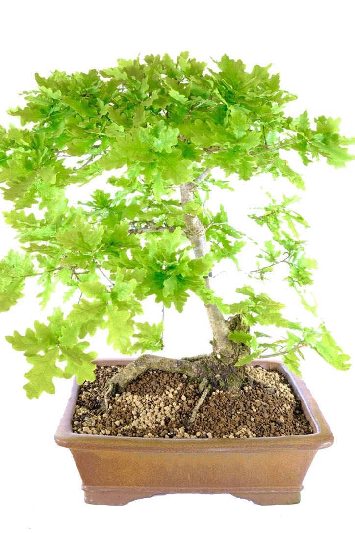Free Bonsai Direct Care Handbook included
