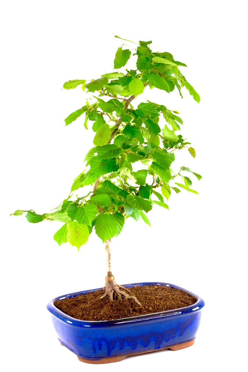 Free delivery to Illminster, Plymouth and Rotherham