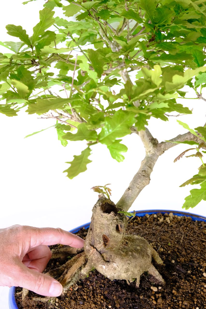 Close up of the Uro on the base trunk of this outstanding bonsai tree