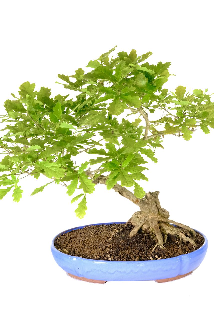 Exemplary English oak Bonsai for sale in sky blue pot