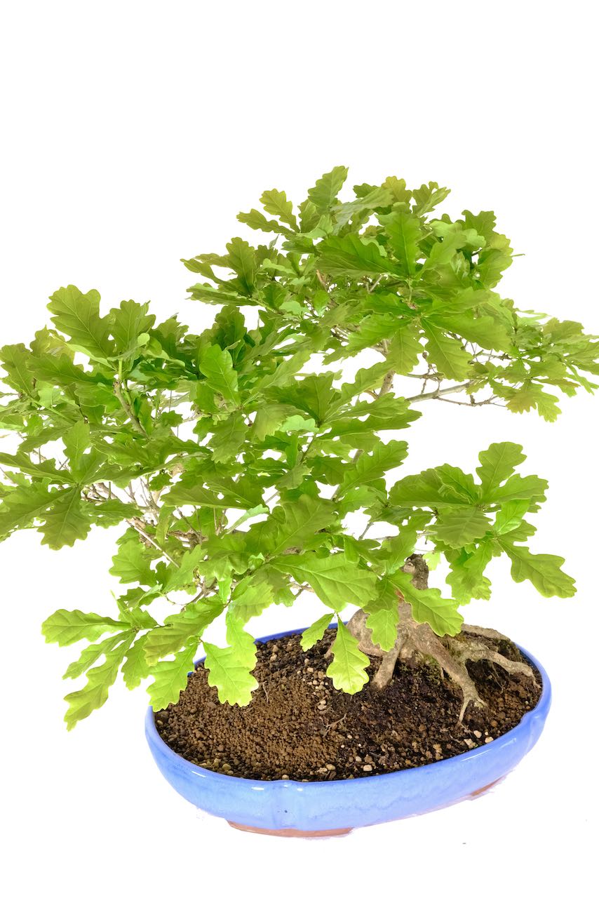 English Oak 25 year old bonsai - Quercus robur