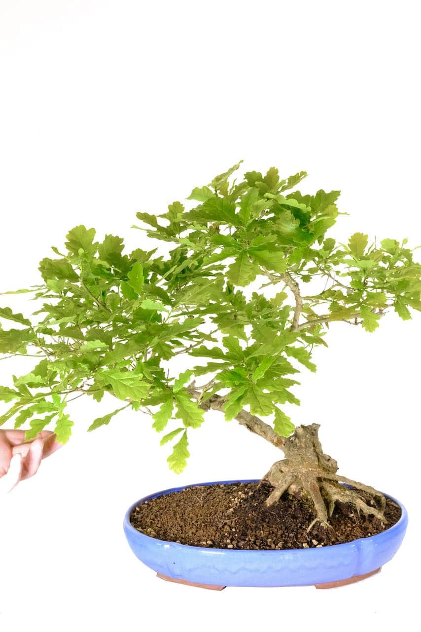 Free Bonsai Direct care handbook included