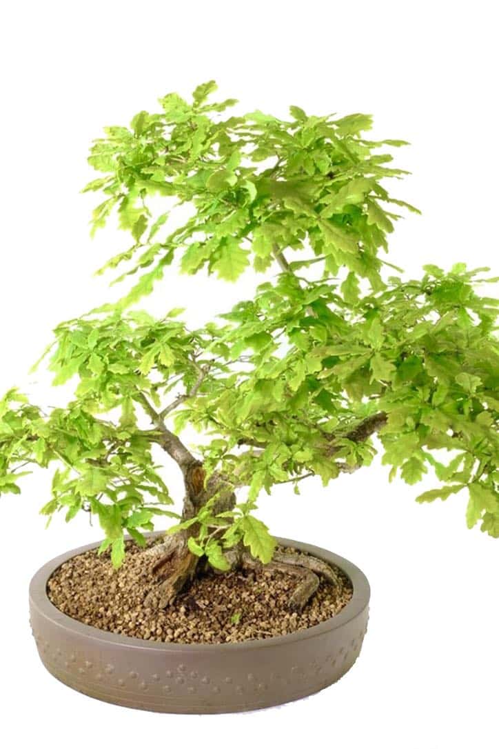 English Oak Bonsai - A Timeless Symbol of Strength and Serenity