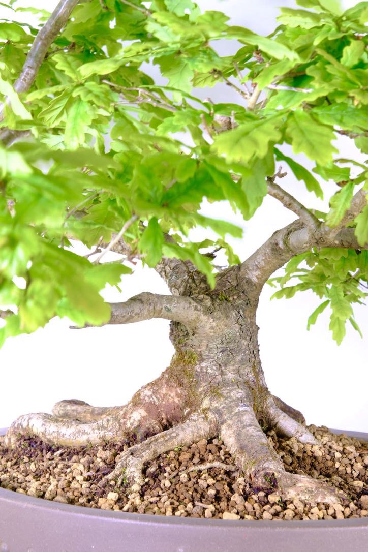 English Oak Bonsai - A Timeless Symbol of Strength and Serenity