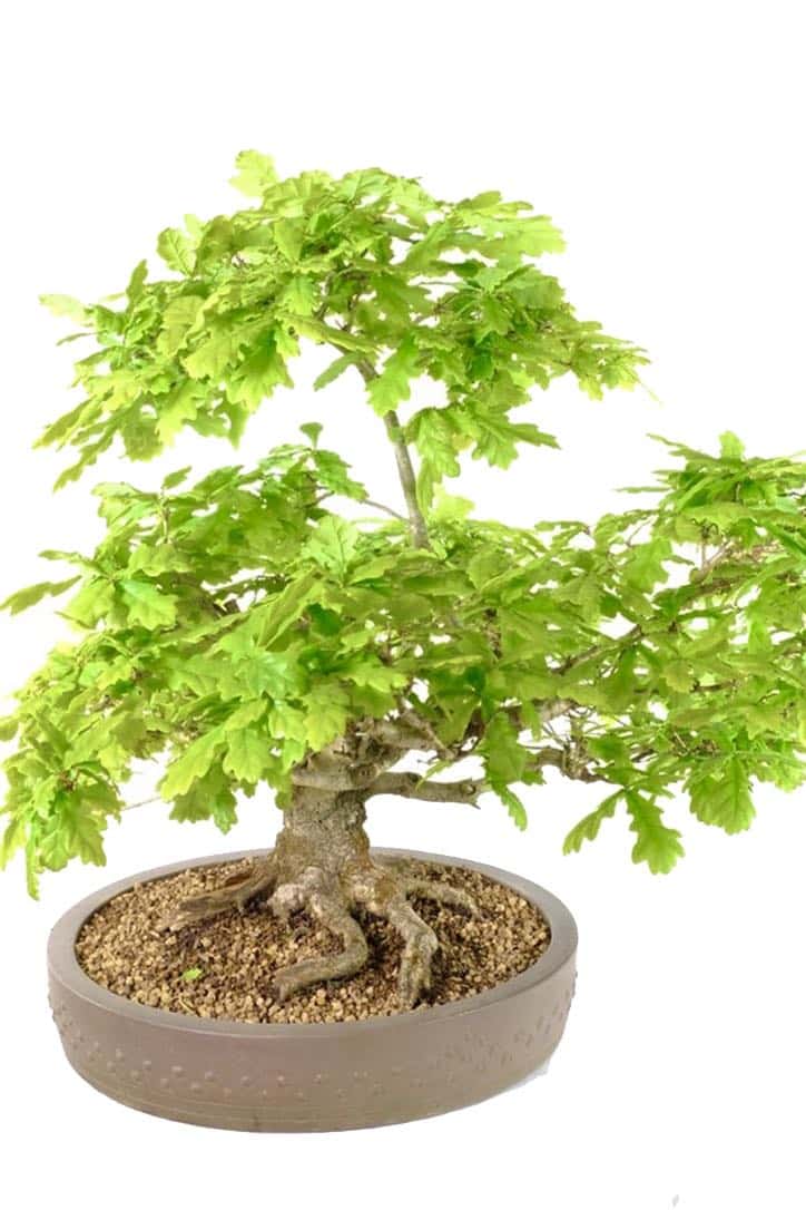 English Oak Bonsai - A Timeless Symbol of Strength and Serenity