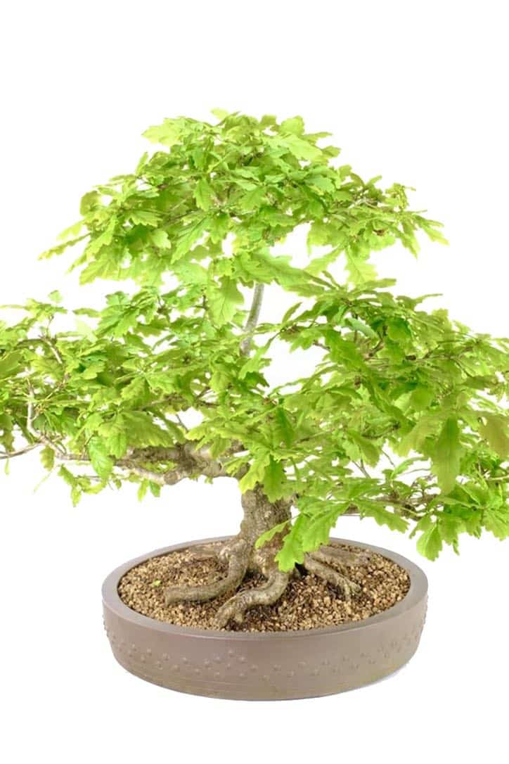 English Oak Bonsai - A Timeless Symbol of Strength and Serenity