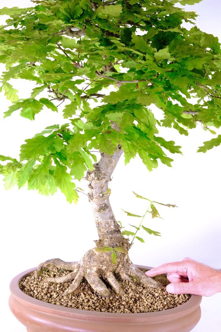 Sublime exposed root flare and detailing