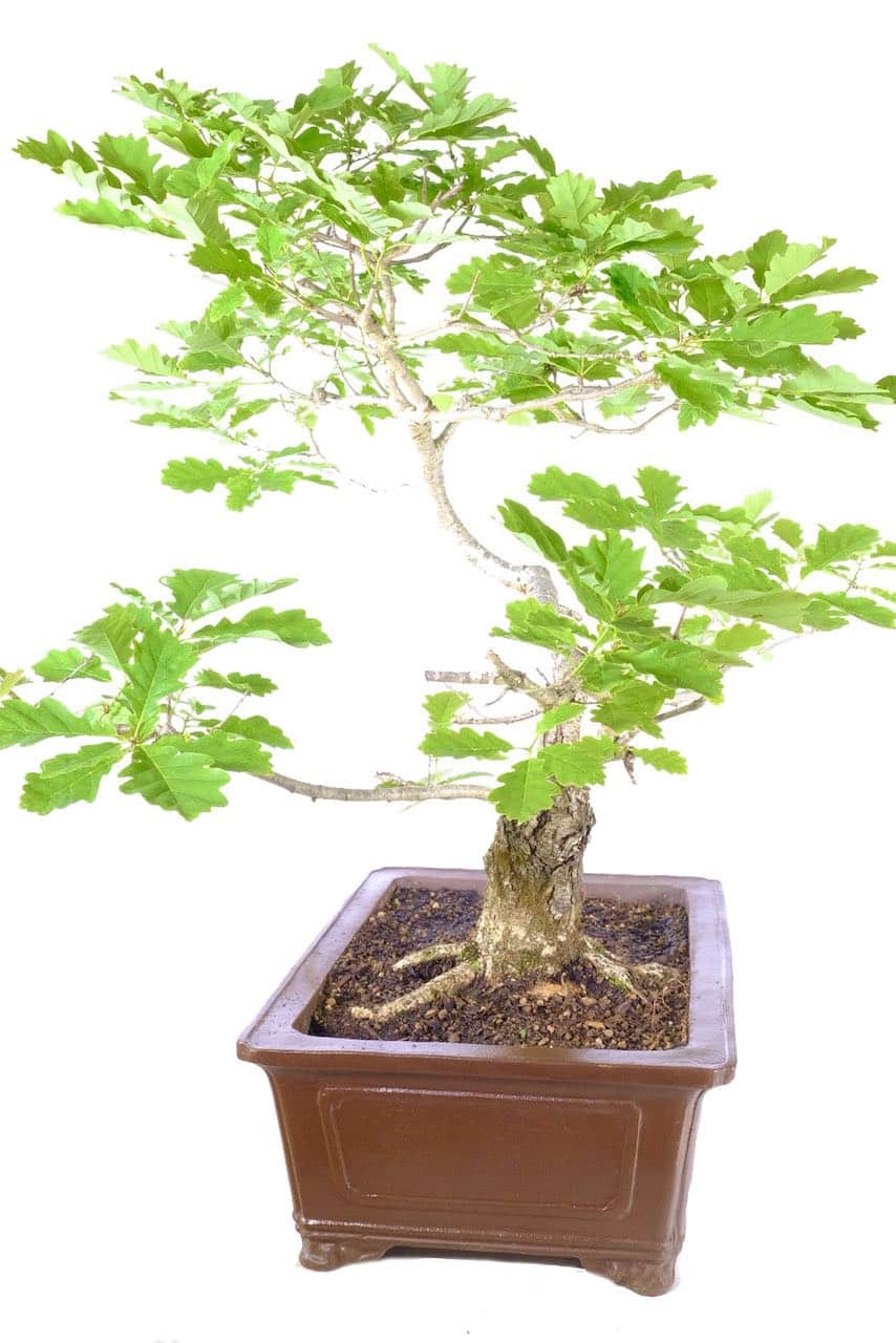 Intriguing twisty trunk design adds drama and intrigue