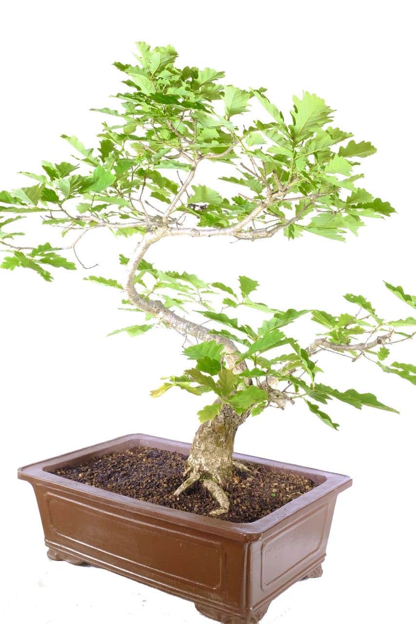Fantastic branch structure: Enhancing the bonsai's natural elegance.