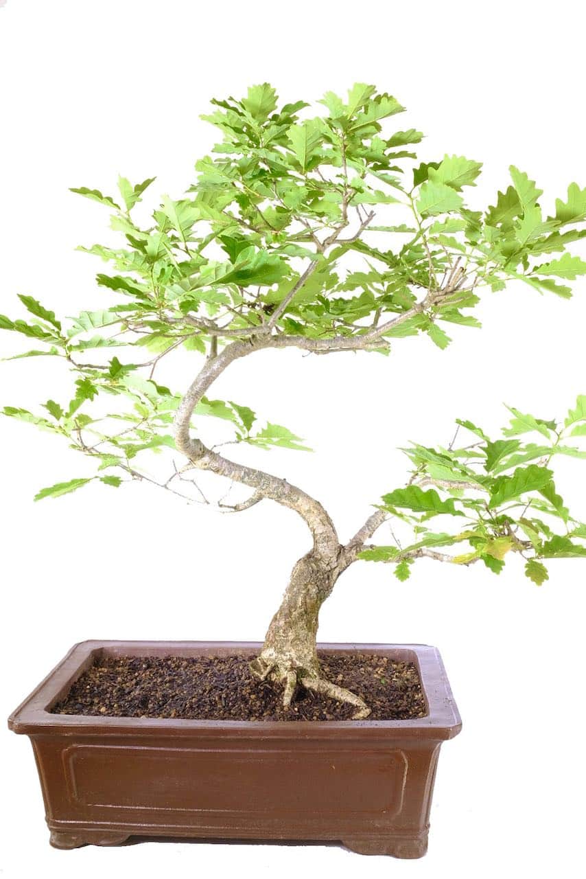 Symbol of strength and longevity: Perfect for profound gifting