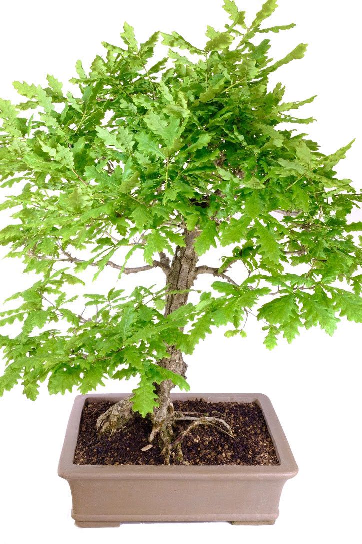 Free delivery to this massive English Oak bonsai to most of the UK