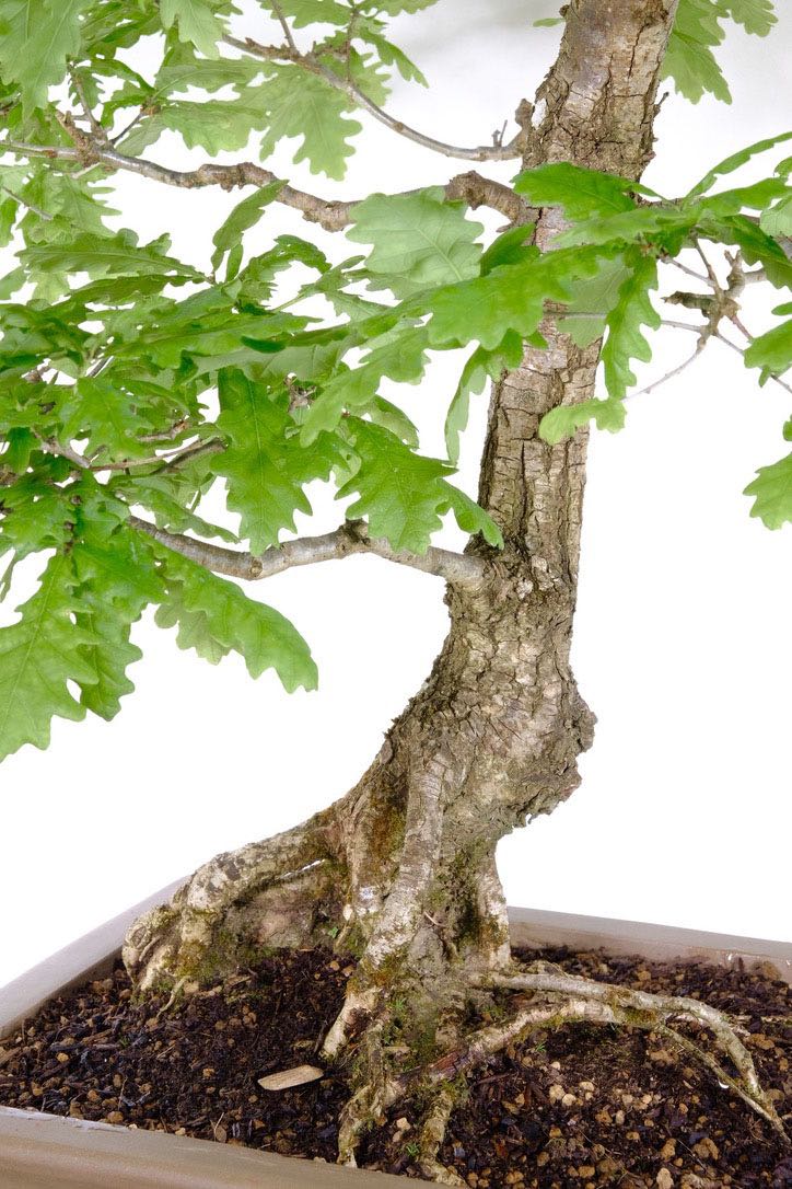 Renewal and Energy: Bask in the Vibrant Green Leaves of the English Oak Bonsa