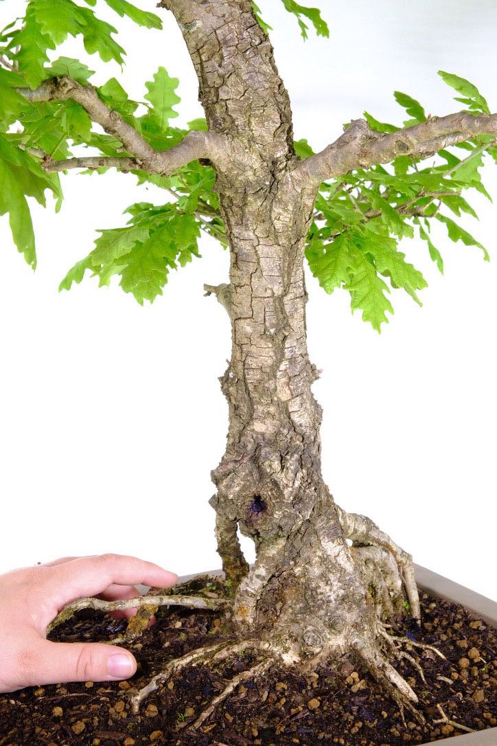 Time's Story: Experience the Aged Bark of the English Oak Bonsai