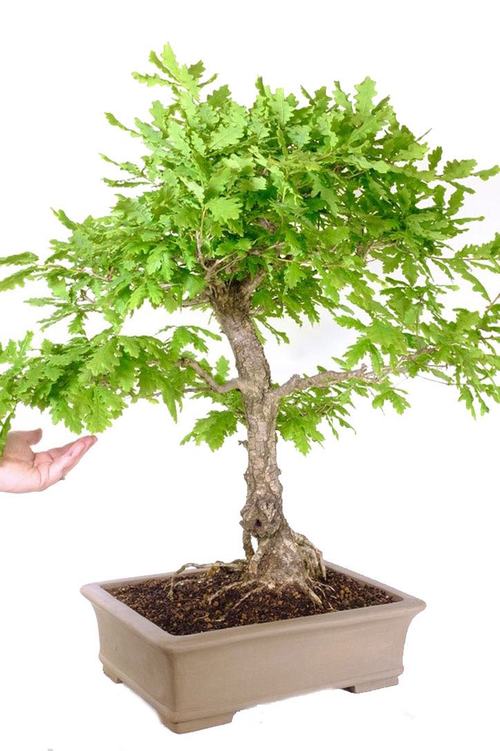 Gnarly Beauty: Embrace the Rugged Resilience of the English Oak Bonsai