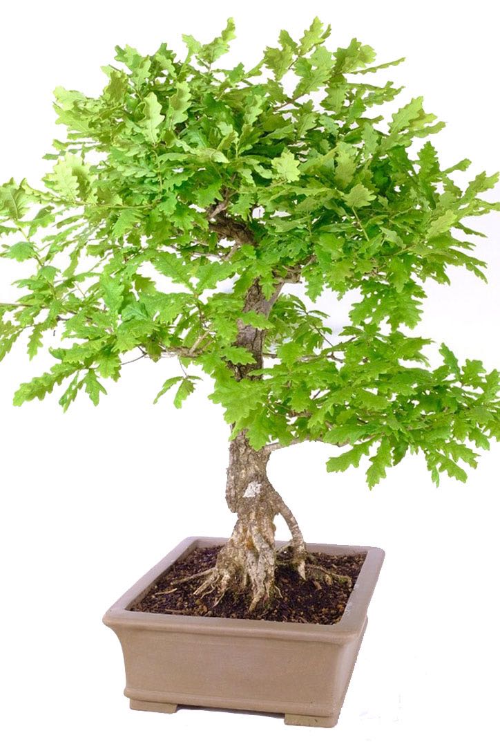 Resilience and Grace: Delight in the Powerful Trunk of the English Oak Bonsai