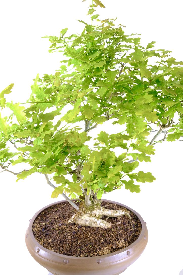 Really spectacular large Quercus robur bonsai in unglazed pot