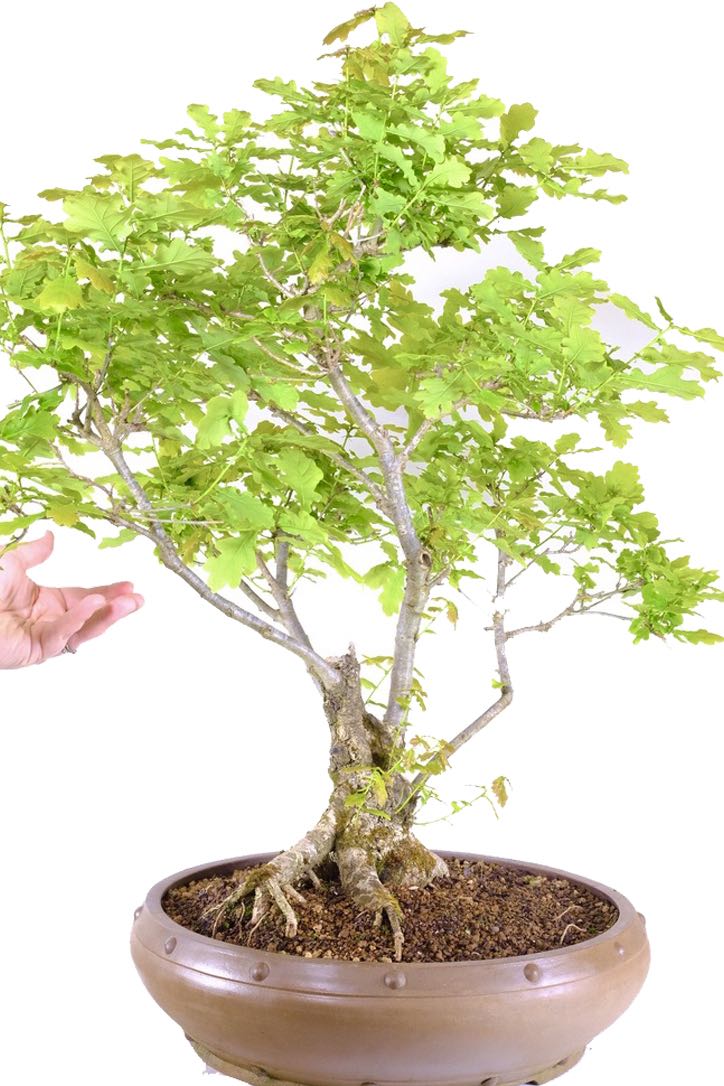 Free delivery to Wales Edinburgh Glasgow London Bristol