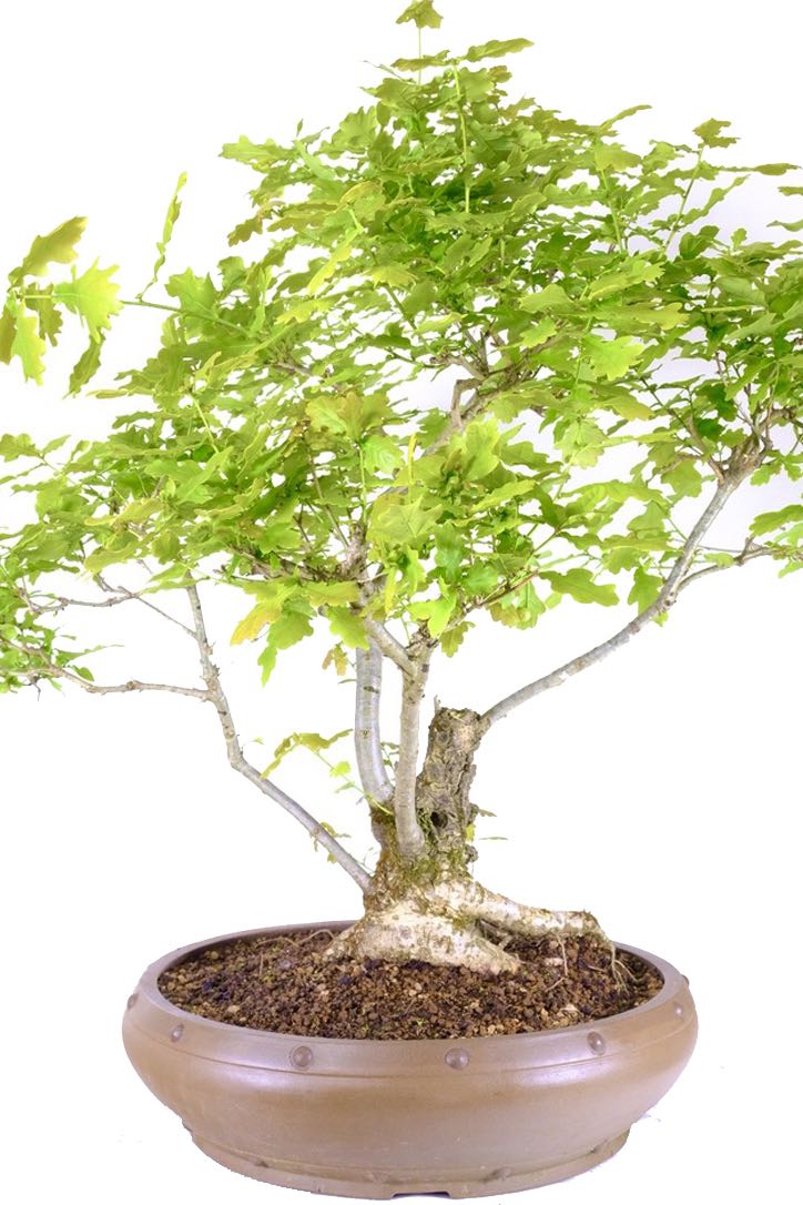 Phenomenal bonsai which oozes character