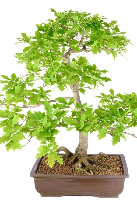 Radiant Ambiance: English Oak Outdoor Bonsai's Bright Canopy