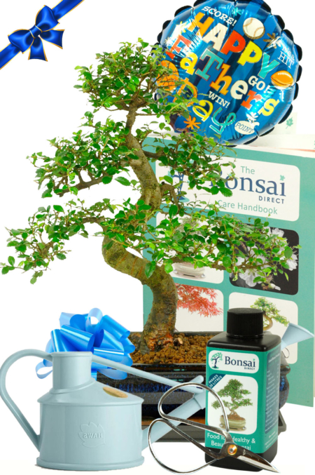 Large Father's day Bonsai Kit - Comprehensive mature starter kit
