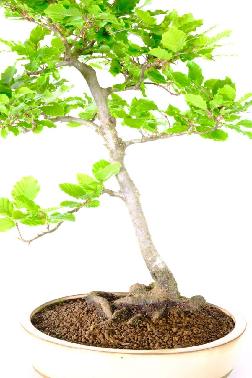 Close up of the exposed root design