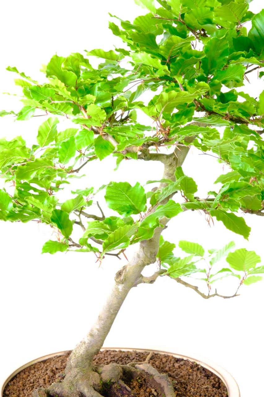 Beautiful bonsai which superb elegance