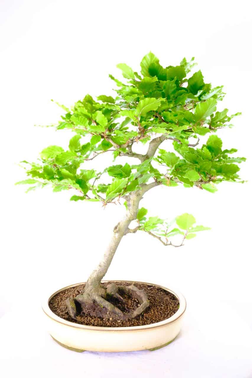 Beech bonsai for sale in cream pot - 20 years old