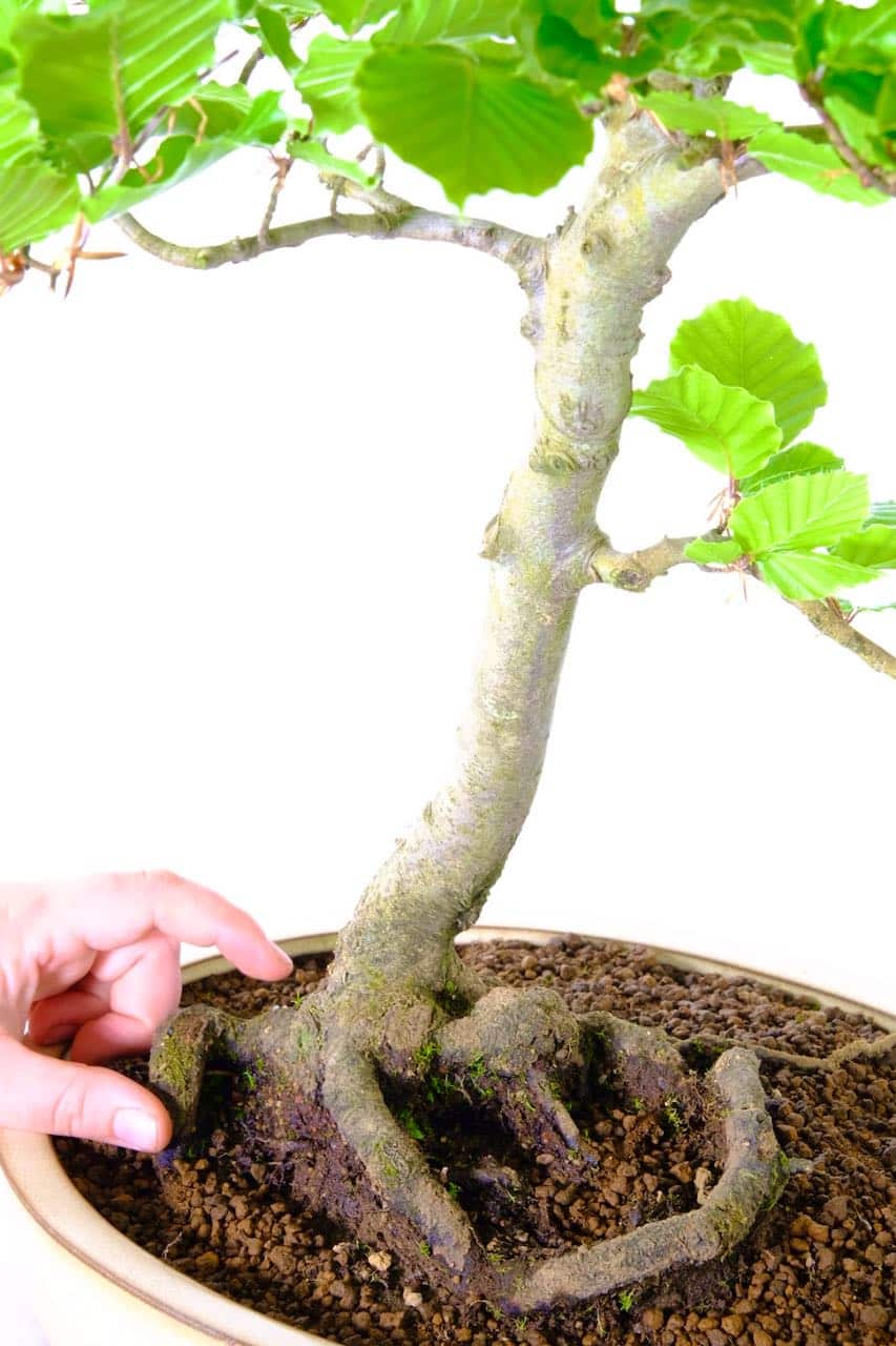 Beautiful root flare - nebari adds character