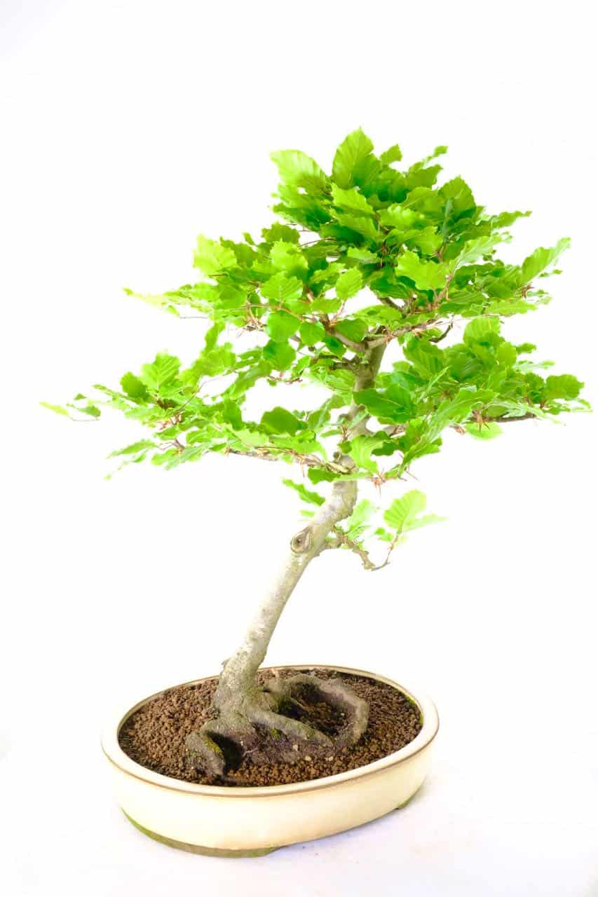 Free delivery to Cardiff Swansea London Edinburgh and Glasgow