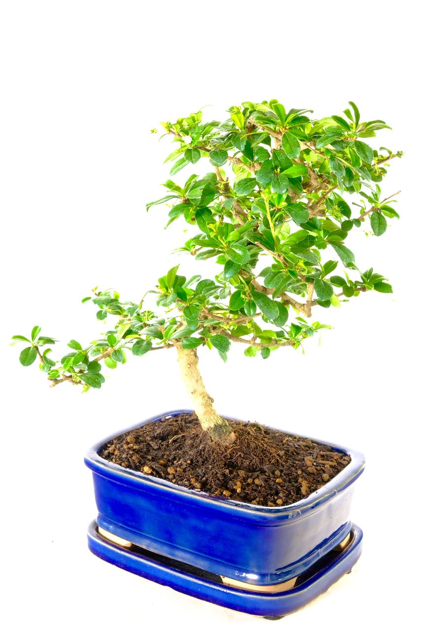 carmona microphylla in ornate blue pot from our premium collection of indoor bonsai