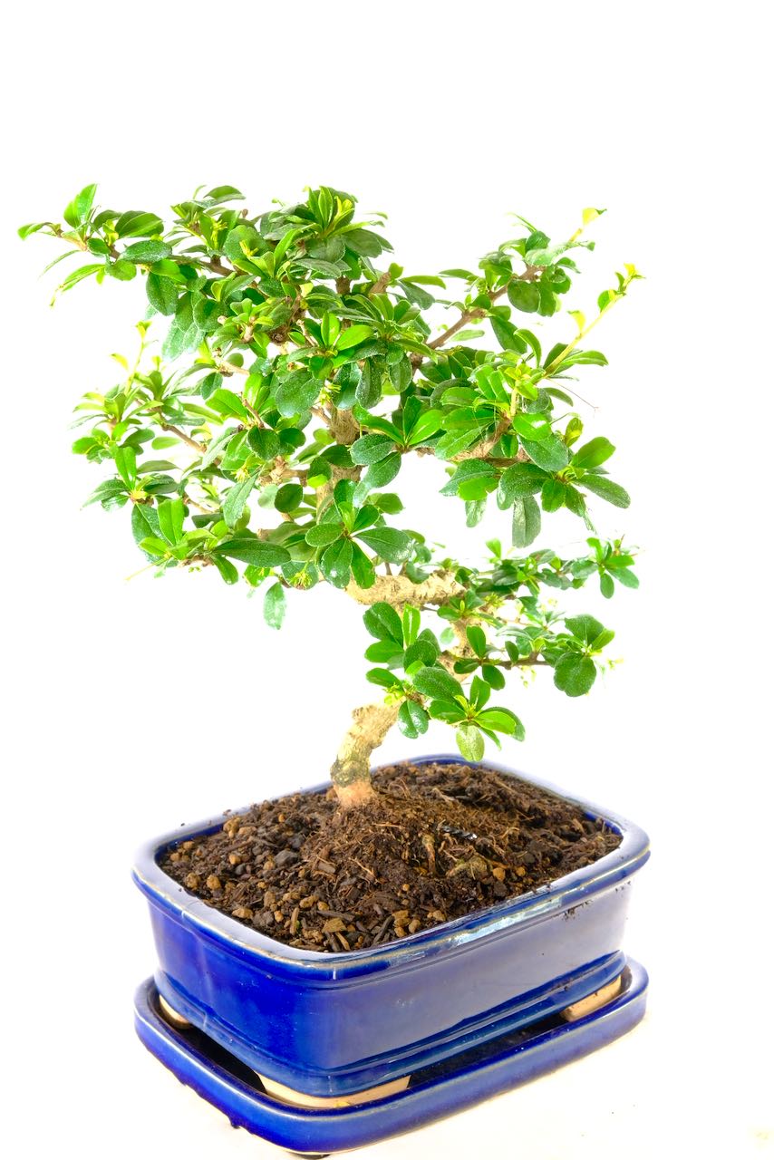 Free delivery to Salford Swansea Norwich and Canteberry